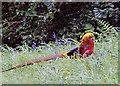 Golden Pheasant at Trevarno Gardens