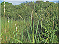 Great Reedmace