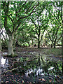 Soggy ground near Crostwight Road