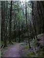 NM7869 : Forest track above Loch Shiel by David Wyatt