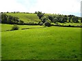 Pasture near Brynhyfryd