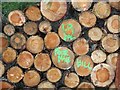 NJ5845 : Timber stacks by Richard Webb