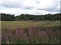 East of Auchenbowie Home Farm