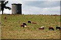 J4681 : Windmill stump, Crawfordsburn by Albert Bridge