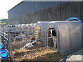 Calves in crates, Pencwarre