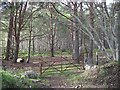 Gate, Heathfield Woods.