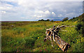 Looking West towards Criffel from NY129650