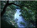 An oak tree above the Clyde