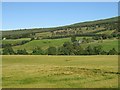 Barley beside the Deveron