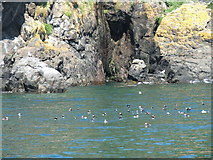 SM7308 : Puffins off The Neck at Skomer Island by John Jenkins