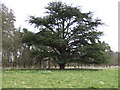 Cedar in Didlington Park