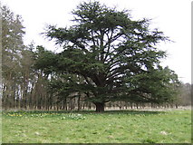 TL7897 : Cedar in Didlington Park by Jonathan Billinger