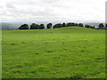 NY9368 : Pasture land and hill 209m near Fallowfield by Mike Quinn