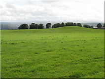 NY9368 : Pasture land and hill 209m near Fallowfield by Mike Quinn