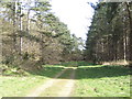 Byway through the forest