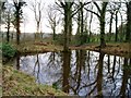 Small woodland pond in Cockshoot Wood