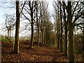 Tree lined woodland path in winter