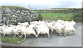 Symud hysbinod yn Eithin Fynydd. Moving hoggets at Eithin Fynydd