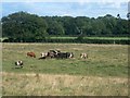 Bullocks in field at Pear Tree Farm