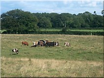 TQ1026 : Bullocks in field at Pear Tree Farm by Matt Fisher esq