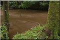 The River Cusher in Clare Glen (2)