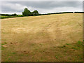 SZ5789 : Harvested Field near Ashey by Simon Carey