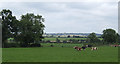 Dairy pasture at Saverley Green