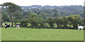 Dairy pasture south of Brund Lane