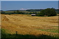 Harvested field