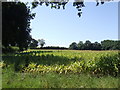 Maize crop near Church Minshull