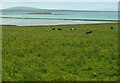 HY5118 : Lairo Water with cattle grazing in field, Shapinsay by C Michael Hogan