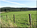 Grazing field at Kirncleuch