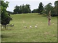 Hillside Grazing near Huntley Manor