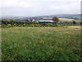 Field with ragwort