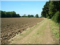 Ploughed field and woodland