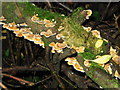 Trametes versicolor - a stump flap fungus