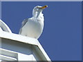 Fleetwood Seagull