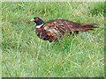 NZ0484 : Pheasant in field beside the Wansbeck by Richard Dawson