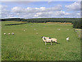 Livestock field at Howahill Farm