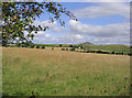 Rough grazing field east of Midburn