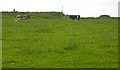 NO9095 : Standing stone and cows grazing viewed from the Causey Mounth by C Michael Hogan
