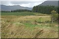 Rough Grazing near Ardanaiseig