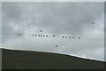 Birds on a Telegraph Wire.