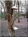 Birch Polypore - Thundersley Great Common