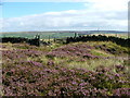 Pennine Way near Mount Pleasant