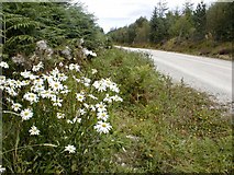 SE7693 : Forest Road and Ox Eye Daisies by Mick Garratt