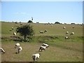 Sheep near Lilliesleaf