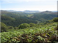 Bracken and woodland below the miners