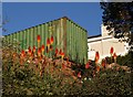 Kniphofia and container