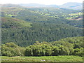 Wooded slopes above the Mawddach Valley